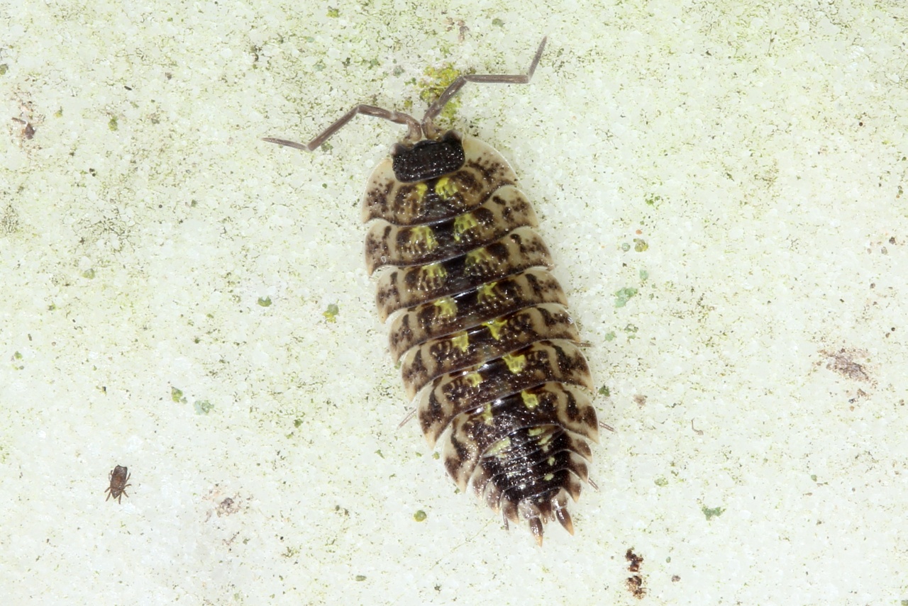 Porcellio spinicornis Say, 1818