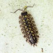 Porcellio spinicornis Say, 1818