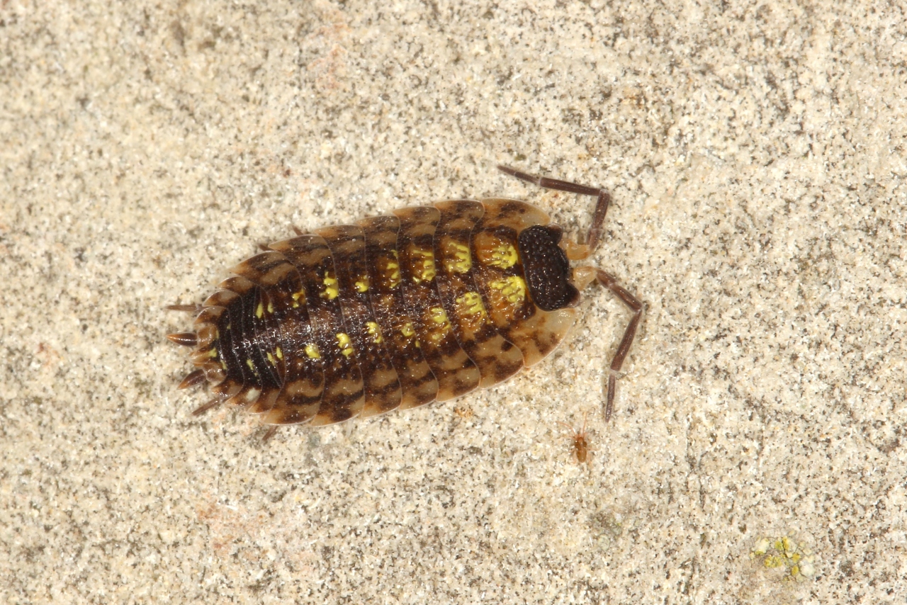 Porcellio spinicornis Say, 1818