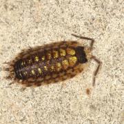 Porcellio spinicornis Say, 1818