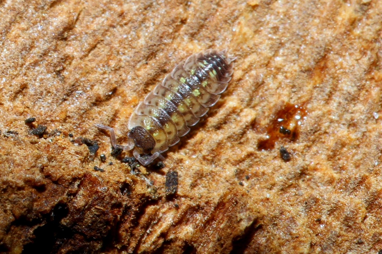 Porcellio spinicornis Say, 1818