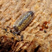 Porcellio spinicornis Say, 1818