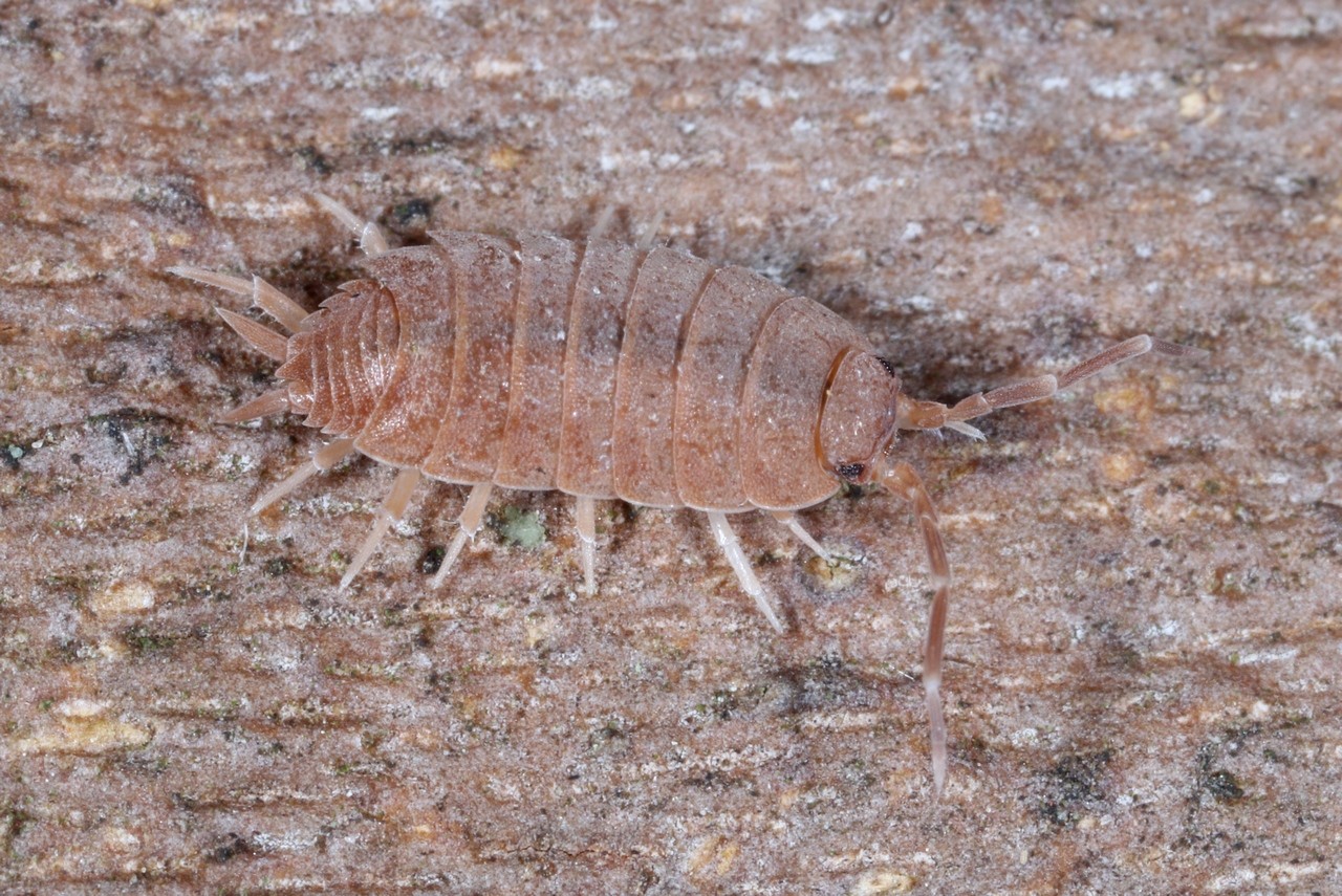 Porcellionides pruinosus (Brandt, 1833)