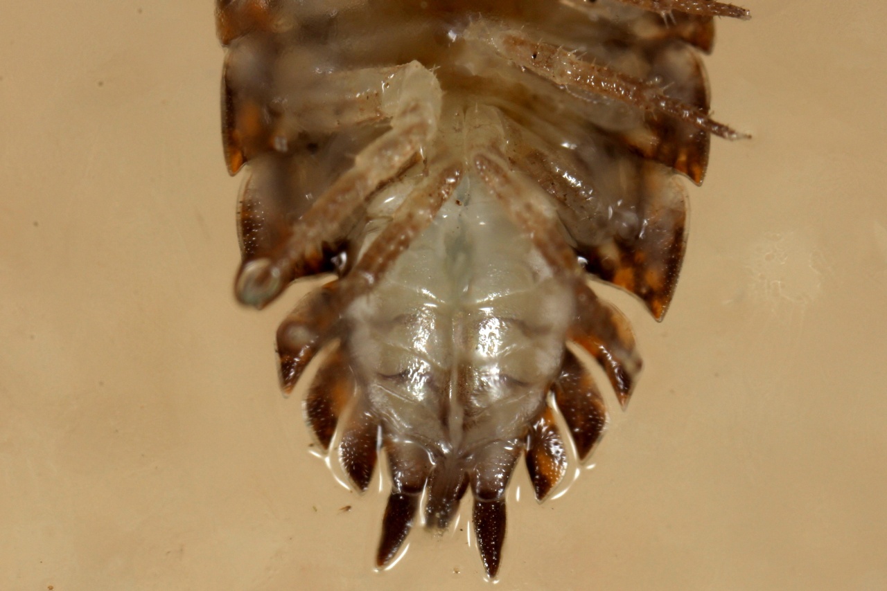 Trachelipus rathkii (Brandt, 1833)