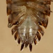 Trachelipus rathkii (Brandt, 1833)