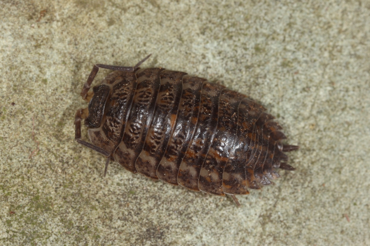 Trachelipus rathkii (Brandt, 1833)