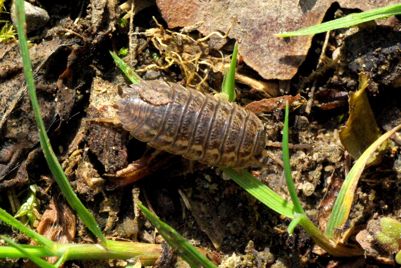 Trachelipus rathkii (Brandt, 1833)