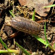 Trachelipus rathkii (Brandt, 1833)