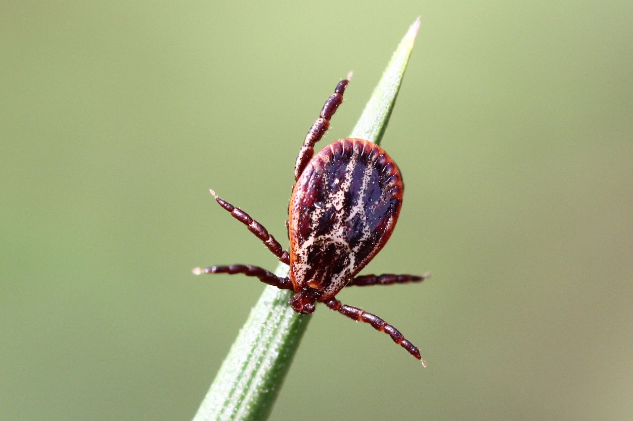 Dermacentor reticulatus (Fabricius, 1794) - Tique ornée (mâle)