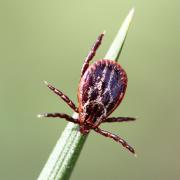 Dermacentor reticulatus (Fabricius, 1794) - Tique ornée (mâle)