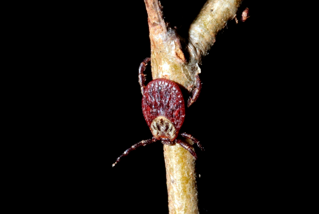 Dermacentor reticulatus (Fabricius, 1794) - Tique ornée (femelle)