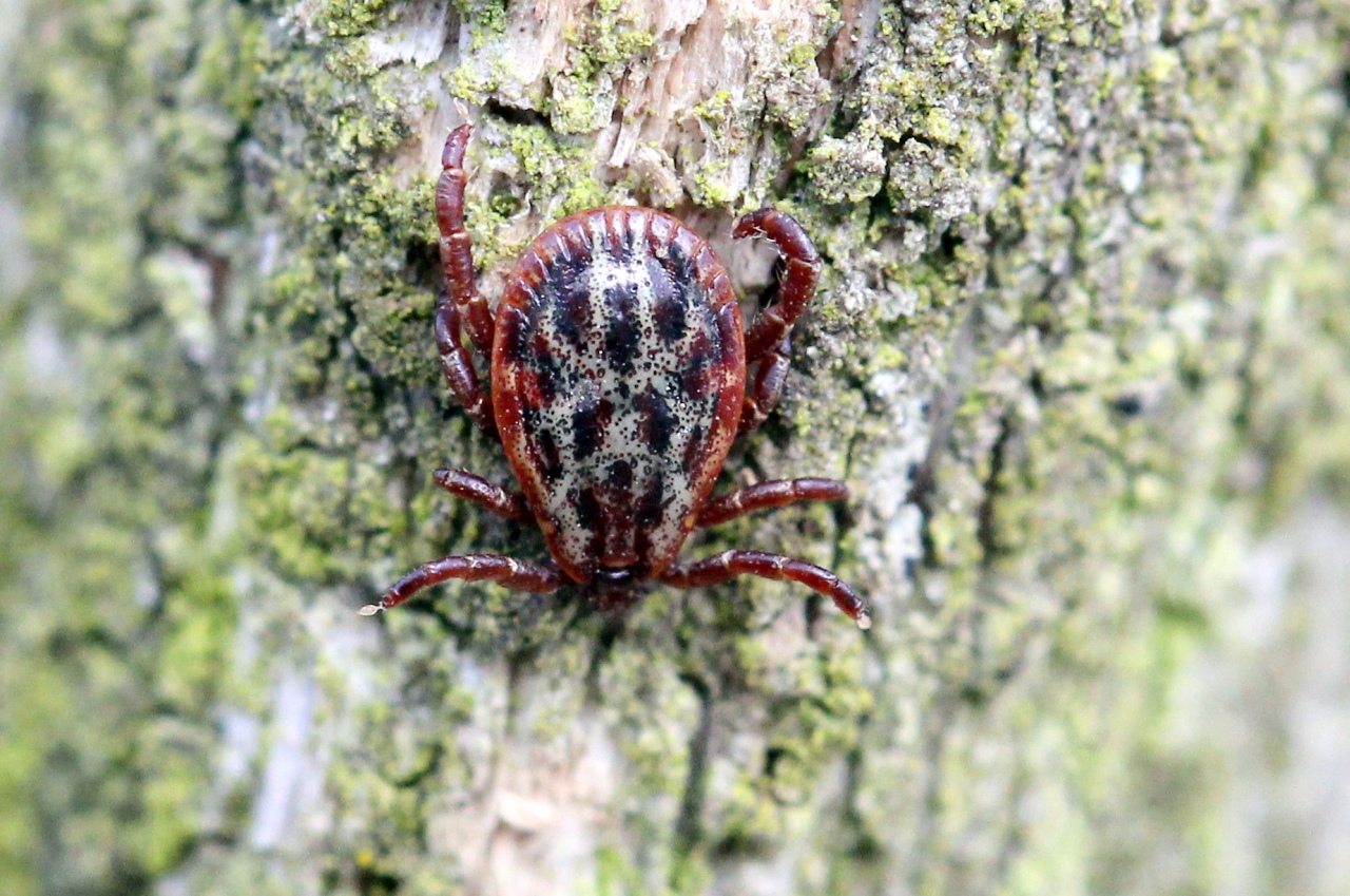 Dermacentor reticulatus (Fabricius, 1794) - Tique ornée (mâle)