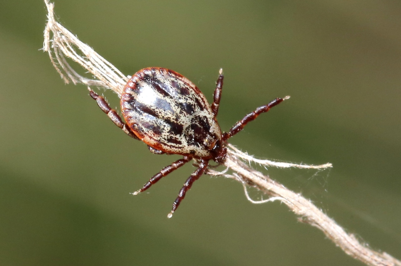 Dermacentor reticulatus (Fabricius, 1794) - Tique ornée (mâle)