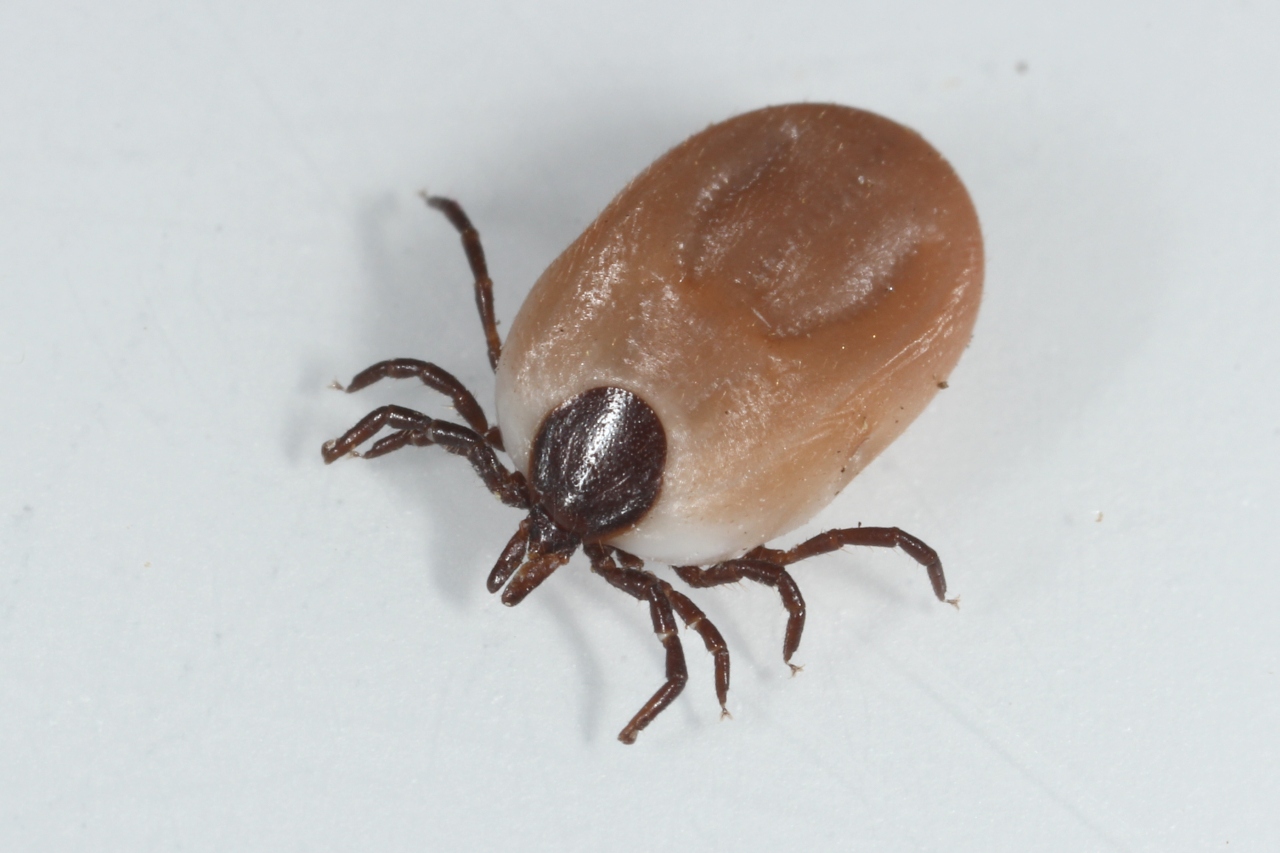 Ixodes ricinus (Linnaeus, 1758) - Tique du mouton (femelle)