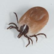 Ixodes ricinus (Linnaeus, 1758) - Tique du mouton (femelle)