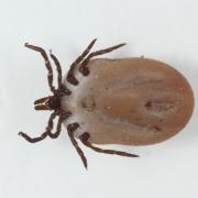 Ixodes ricinus (Linnaeus, 1758) - Tique de mouton (femelle)