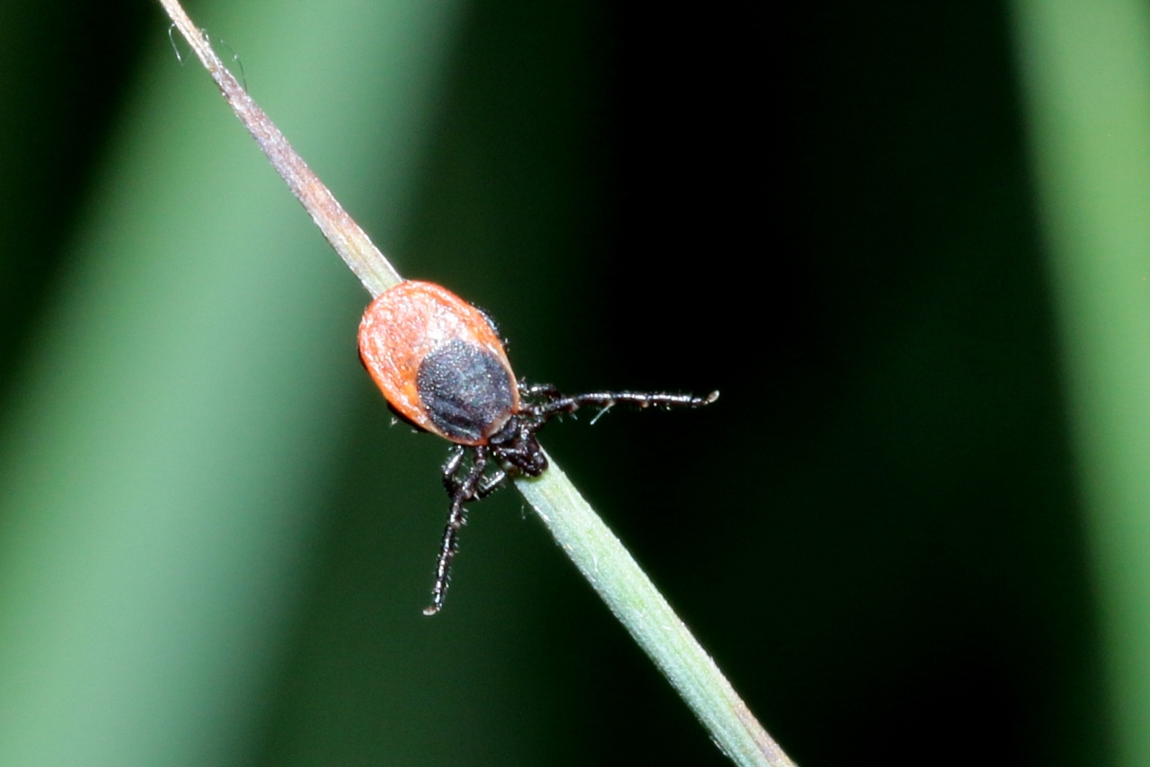 Ixodes ricinus (Linnaeus, 1758) - Tique du mouton (femelle)