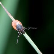 Ixodes ricinus (Linnaeus, 1758) - Tique du mouton (femelle)