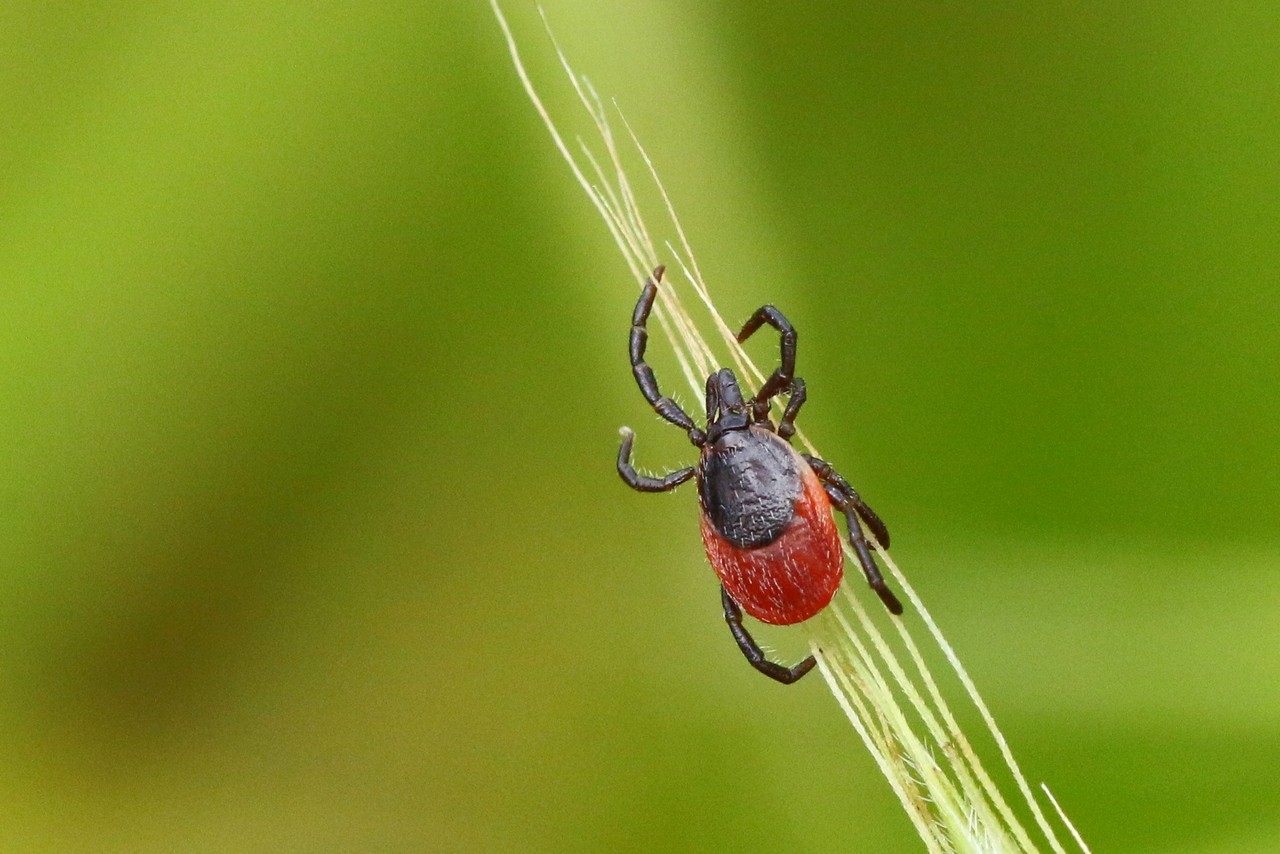 Ixodes ricinus (Linnaeus, 1758) - Tique du mouton (femelle)