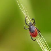 Ixodes ricinus (Linnaeus, 1758) - Tique du mouton (femelle)