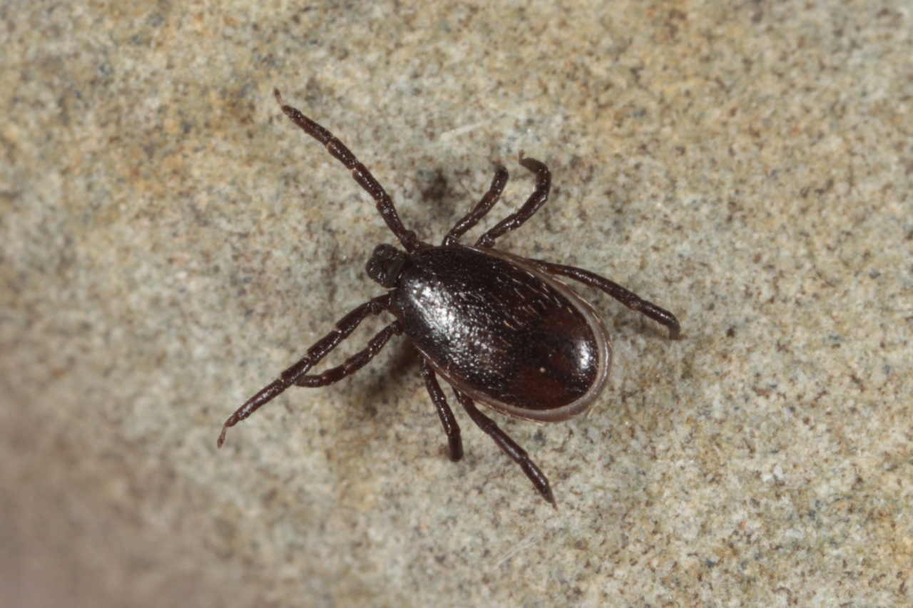 Ixodes ricinus (Linnaeus, 1758) - Tique du mouton (mâle)