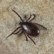 Ixodes ricinus (Linnaeus, 1758) - Tique du mouton (mâle)