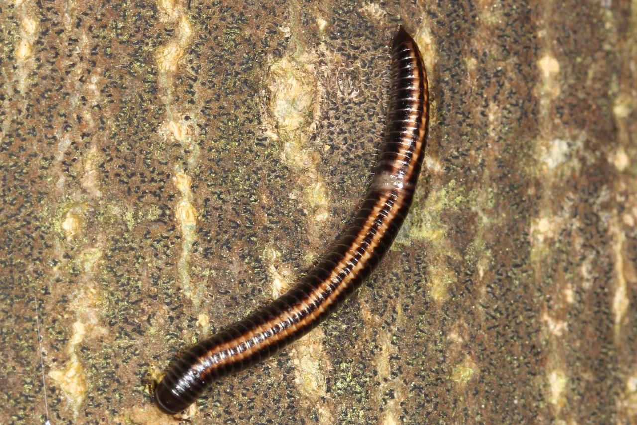 Ommatoiulus sabulosus (Linnaeus, 1758) - Iule incarnat, Iule des sables