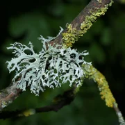 Evaernia prunastri (L.) Ach, 1810 - Mousse du Chêne