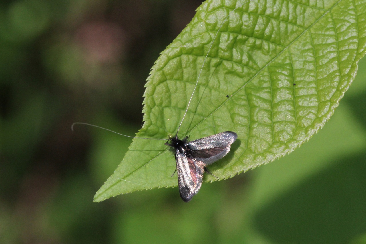 Adela reaumurella (Linnaeus, 1758) - Adèle verdoyante (mâle)