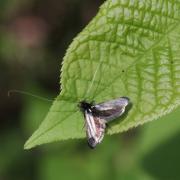 Adela reaumurella (Linnaeus, 1758) - Adèle verdoyante (mâle)