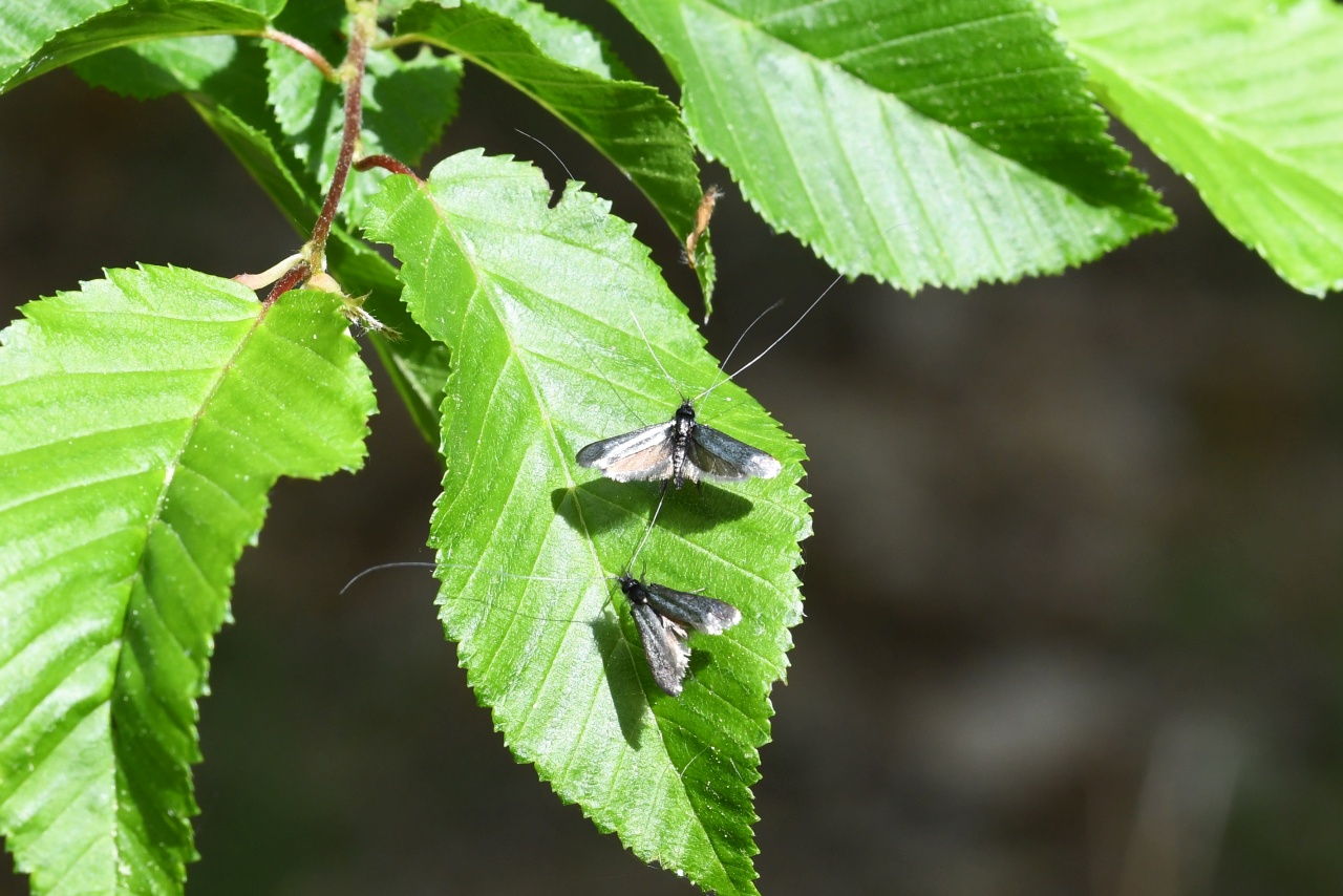 Adela reaumurella (Linnaeus, 1758) - Adèle verdoyante (mâle)