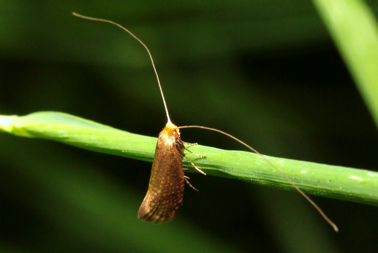 Nematopogon adansoniella (Villers, 1789)