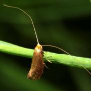 Nematopogon adansoniella (Villers, 1789)