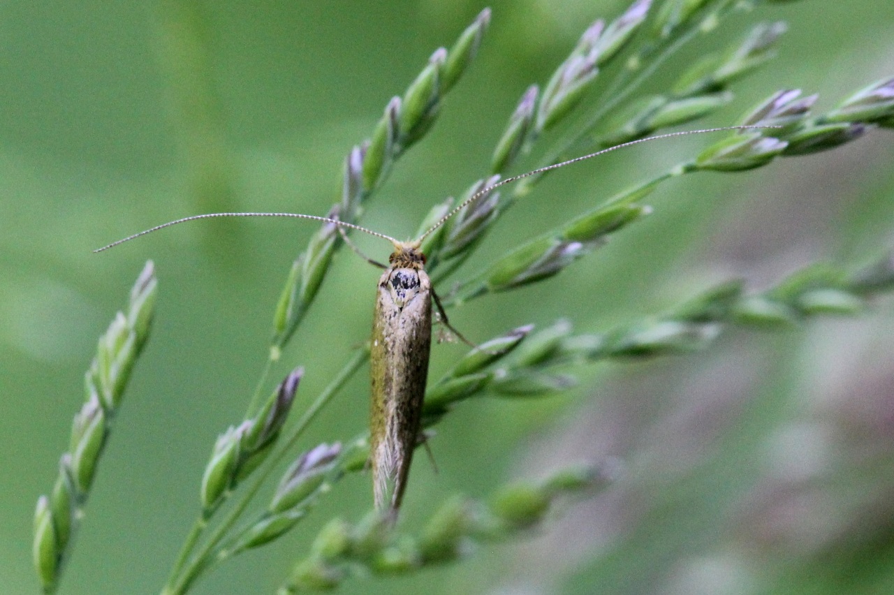 Nematopogon pilella (Denis & Schiffermüller, 1775)