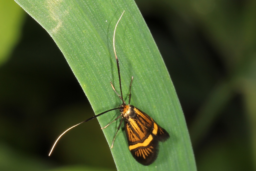 Nemophora degeerella (Linnaeus, 1758) - Coquille d'or (femelle)