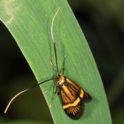 Nemophora degeerella (Linnaeus, 1758) - Coquille d'or (femelle)