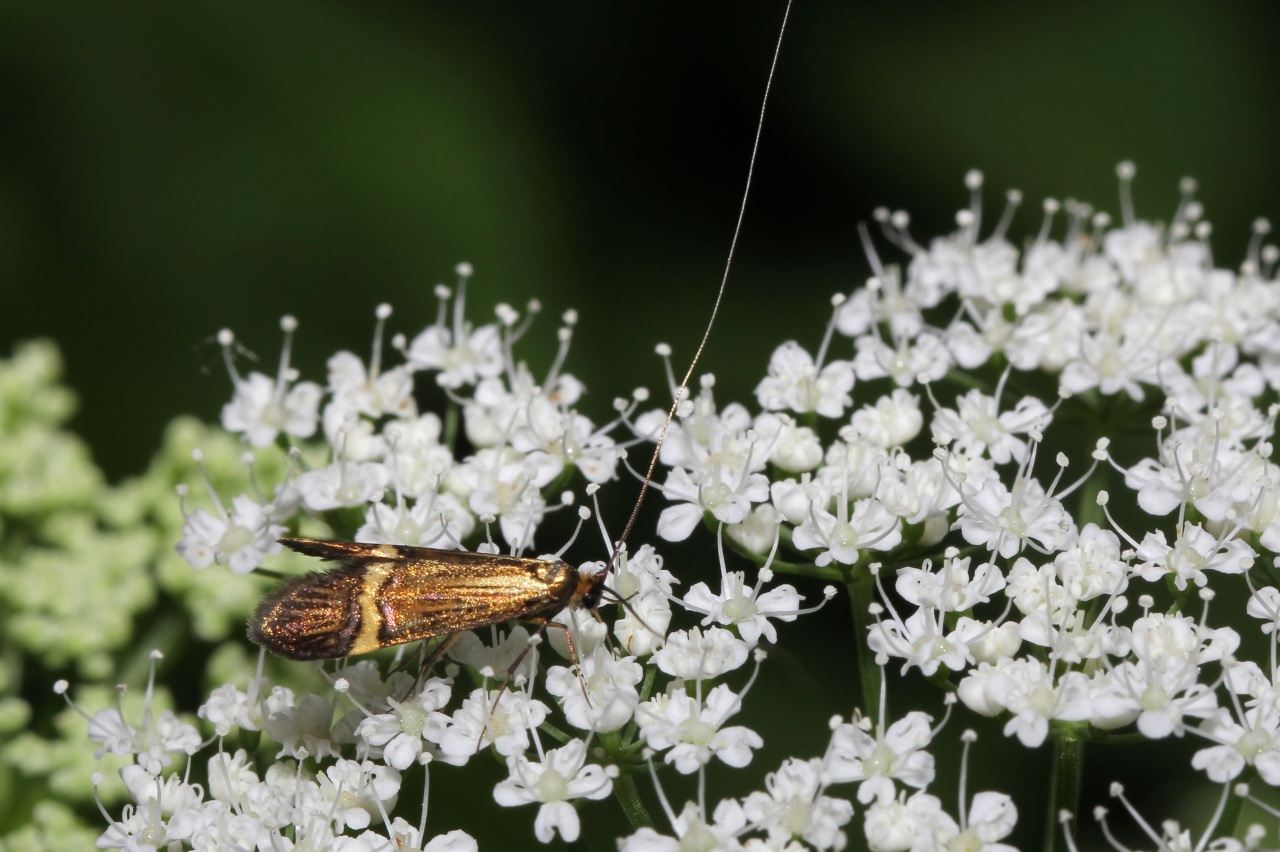 Nemophora degeerella (Linnaeus, 1758) - Coquille d'or (mâle)