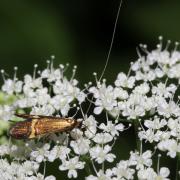Nemophora degeerella (Linnaeus, 1758) - Coquille d'or (mâle)