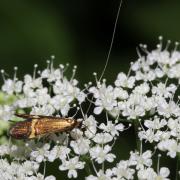 Nemophora degeerella (Linnaeus, 1758) - Coquille d'or (mâle)