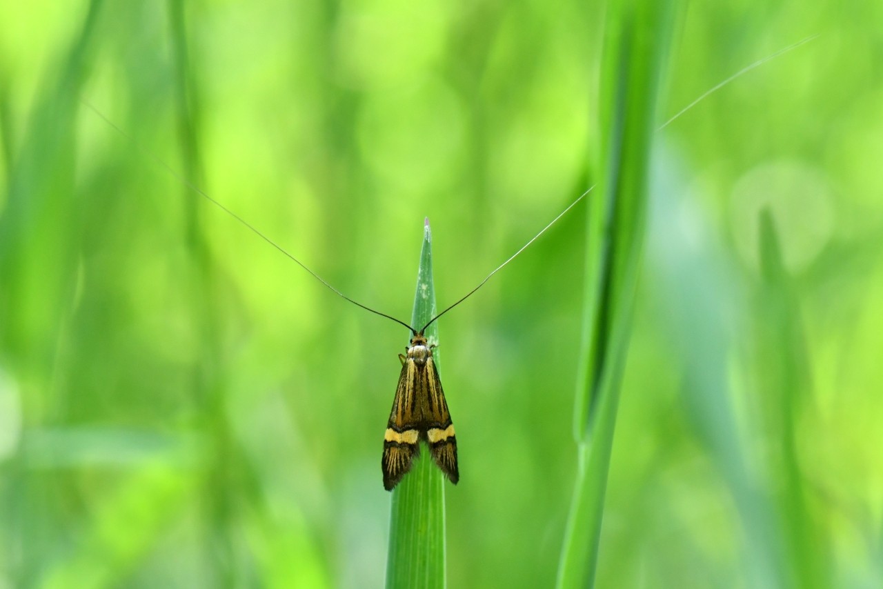 Nemophora degeerella (Linnaeus, 1758) - Coquille d'or (mâle)