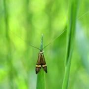 Nemophora degeerella (Linnaeus, 1758) - Coquille d'or (mâle)