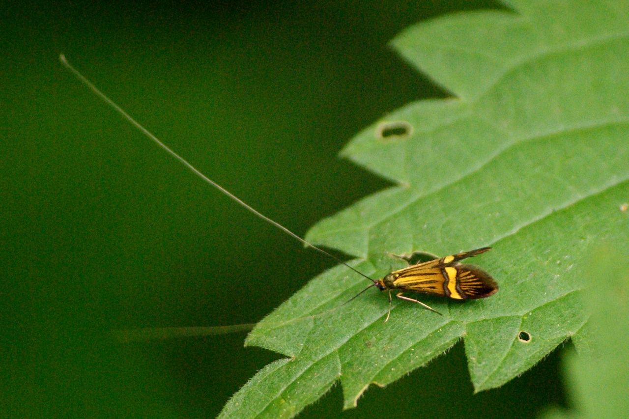 Nemophora degeerella (Linnaeus, 1758) - Coquille d'or (mâle)