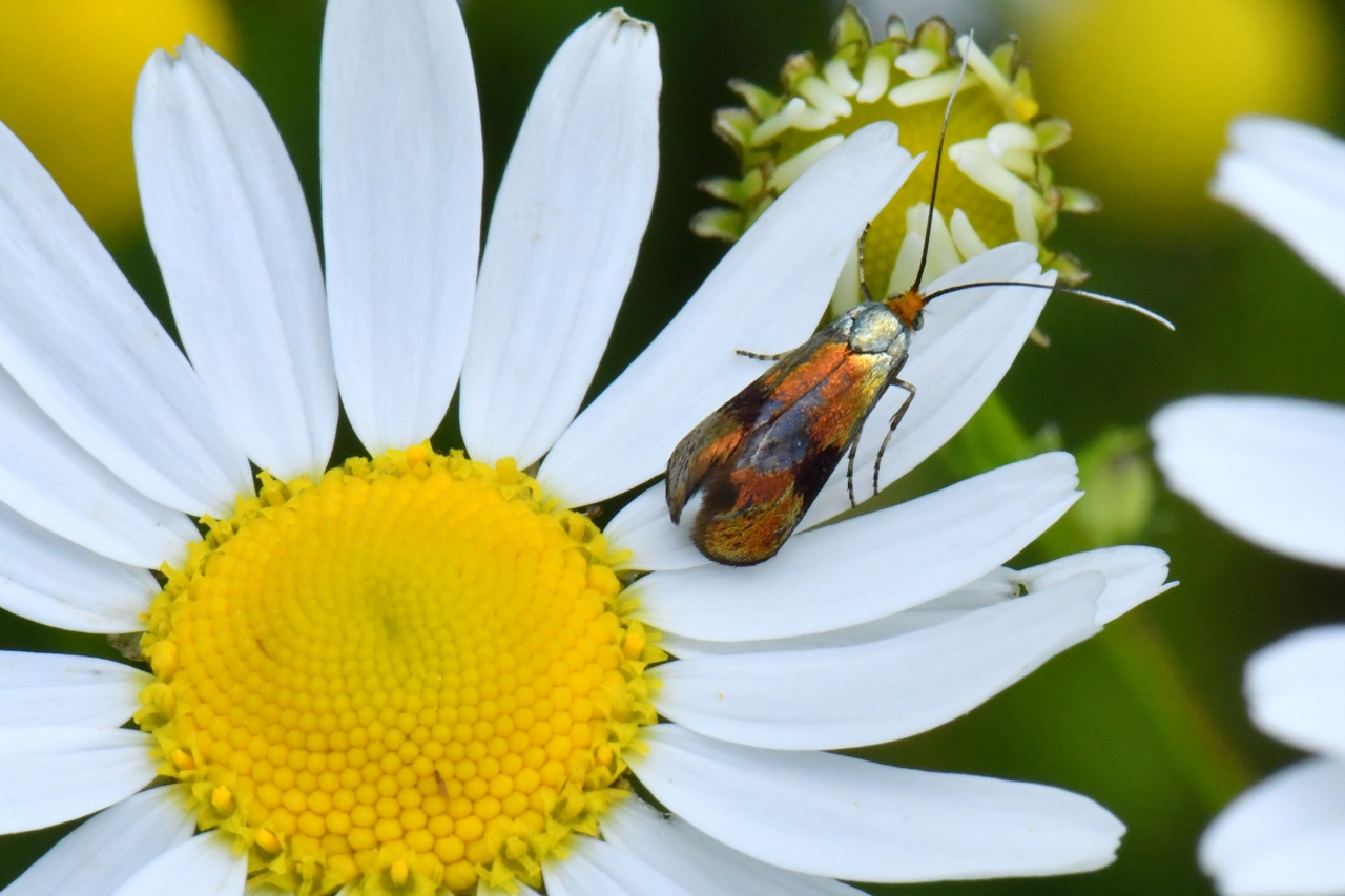 Nemophora fasciella (Fabricius, 1775) (femelle)