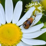 Nemophora fasciella (Fabricius, 1775) (femelle)