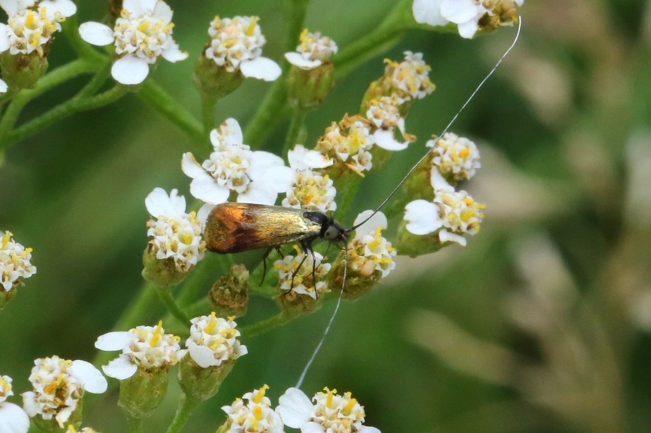 Nemophora fasciella (Fabricius, 1775) (mâle)