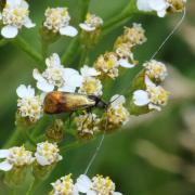 Nemophora fasciella (Fabricius, 1775) (mâle)