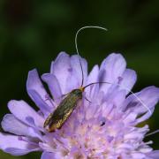 Nemophora metallica (Poda, 1761) - Adèle de la Scabieuse (femelle)