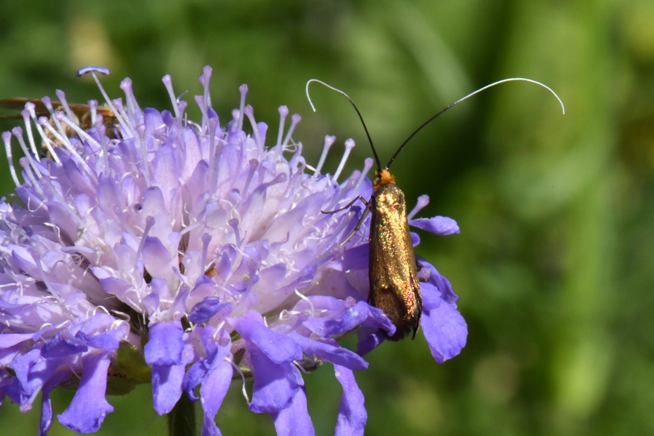 Nemophora metallica (Poda, 1761) - Adèle de la Scabieuse (femelle)