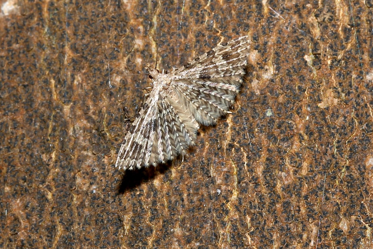 Alucita hexadactyla (Linnaeus, 1758) - Ornéode du Chèvrefeuille