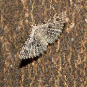 Alucita hexadactyla (Linnaeus, 1758) - Ornéode du Chèvrefeuille